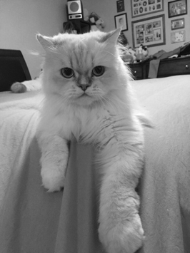Himalayan Cat - Animal Rescue Volunteer Cats n' Kittens - Paul J. Moore - www.pauljmoore.com